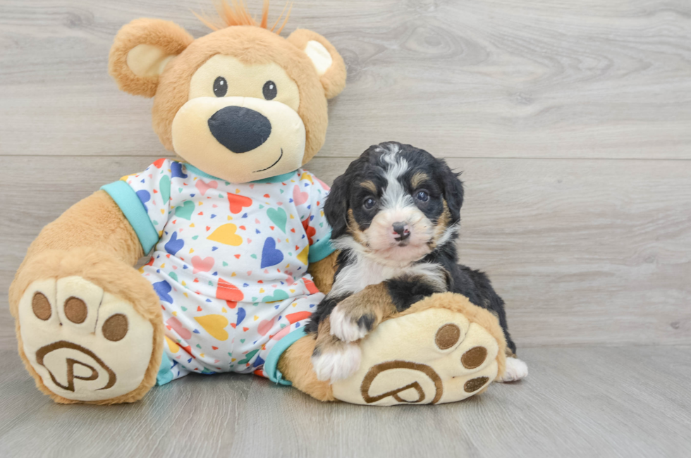 6 week old Mini Bernedoodle Puppy For Sale - Lone Star Pups