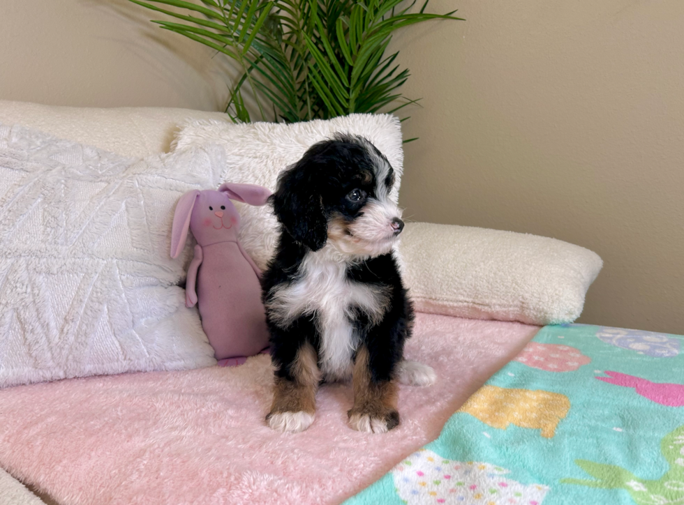 Mini Bernedoodle Pup Being Cute