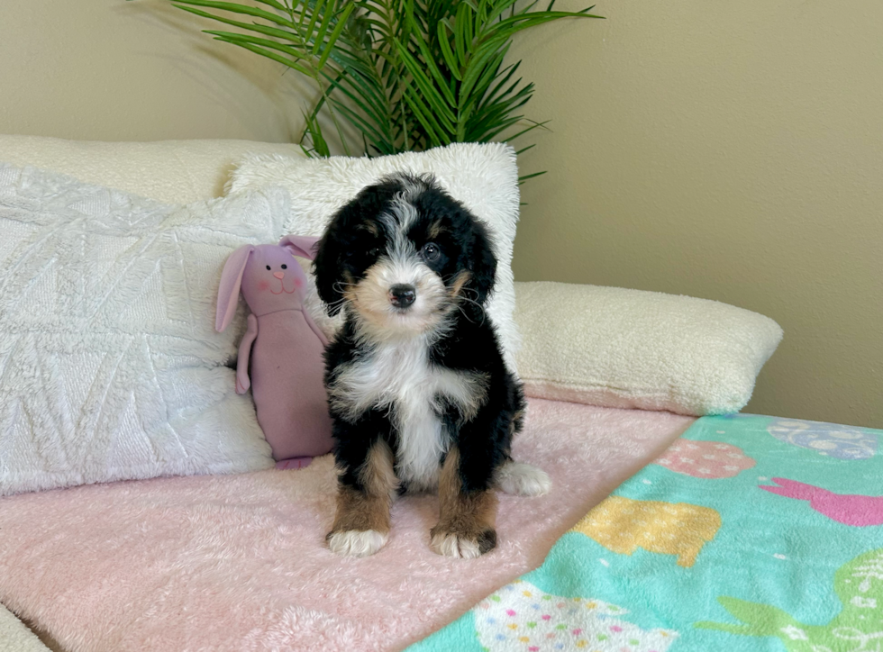 Cute Mini Bernedoodle Baby