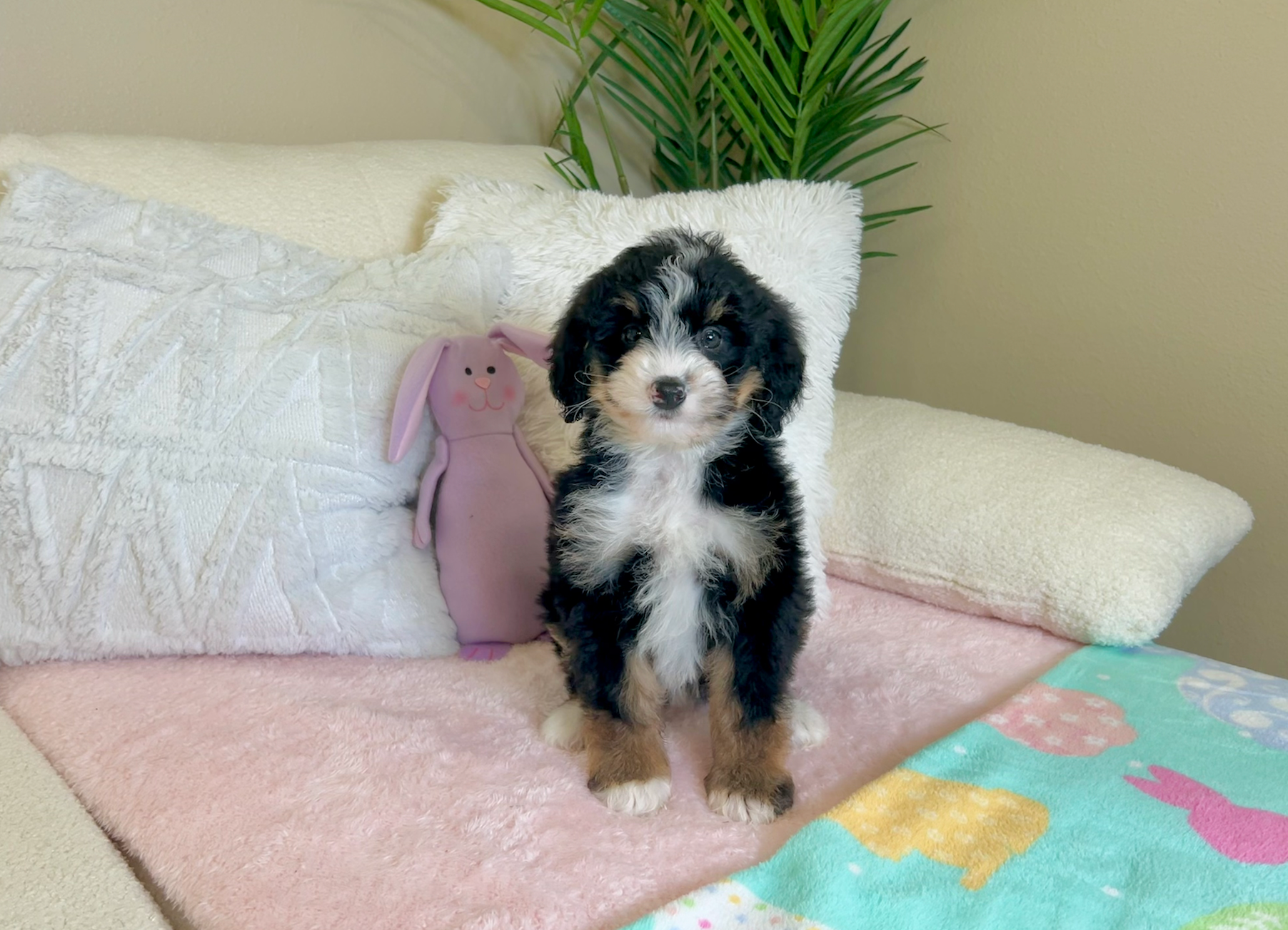 Cute Mini Bernedoodle Baby
