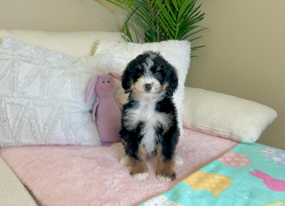 Cute Mini Bernedoodle Baby