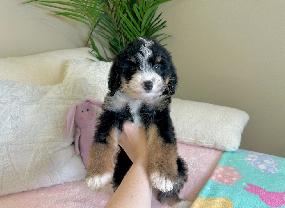 Best Mini Bernedoodle Baby