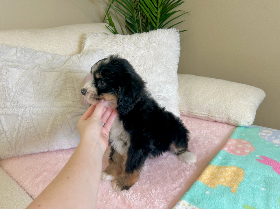 Mini Bernedoodle Puppy for Adoption
