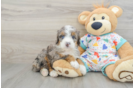 Funny Mini Bernedoodle Poodle Mix Pup