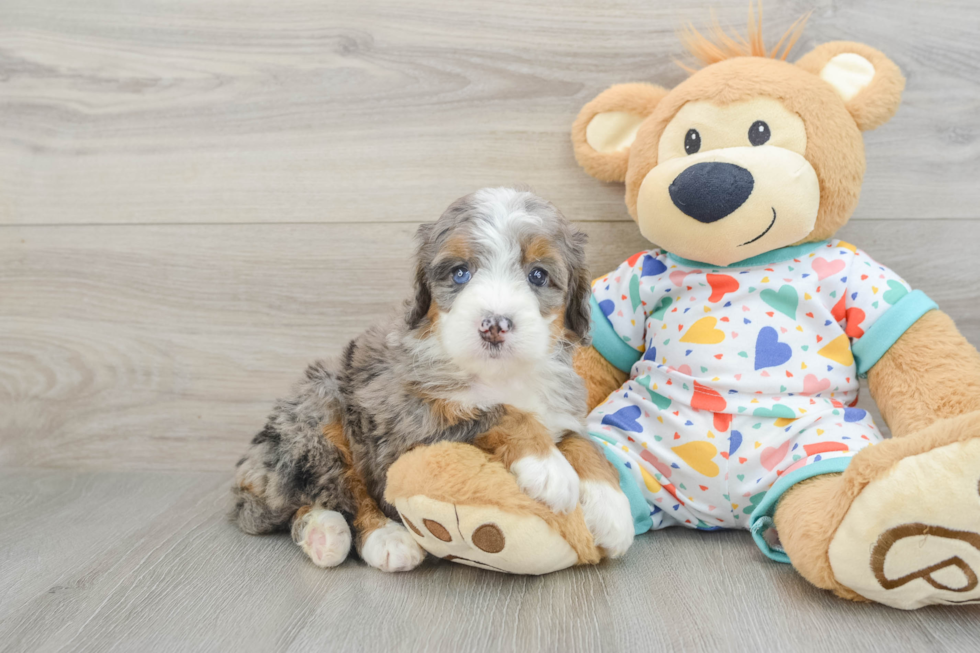 Funny Mini Bernedoodle Poodle Mix Pup