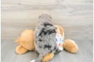 Cute Mini Bernedoodle Baby