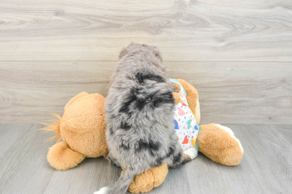 Cute Mini Bernedoodle Baby
