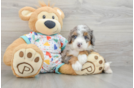 Best Mini Bernedoodle Baby
