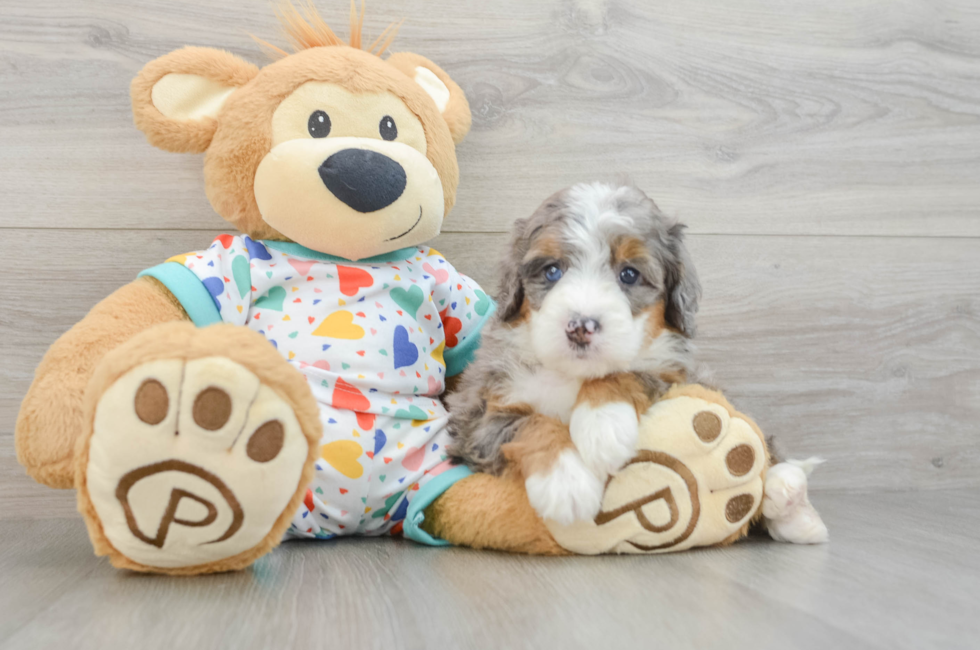 5 week old Mini Bernedoodle Puppy For Sale - Lone Star Pups