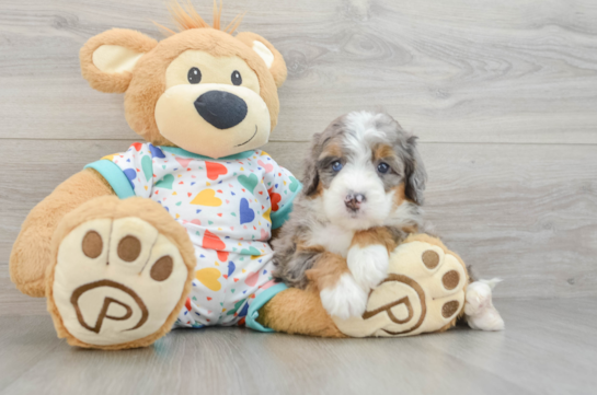 Best Mini Bernedoodle Baby