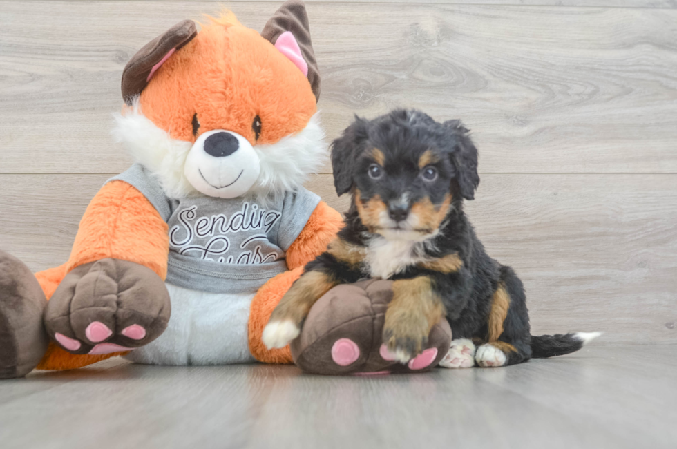 5 week old Mini Bernedoodle Puppy For Sale - Lone Star Pups