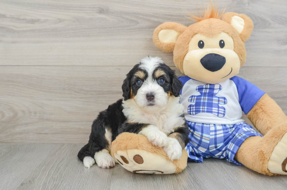 7 week old Mini Bernedoodle Puppy For Sale - Lone Star Pups