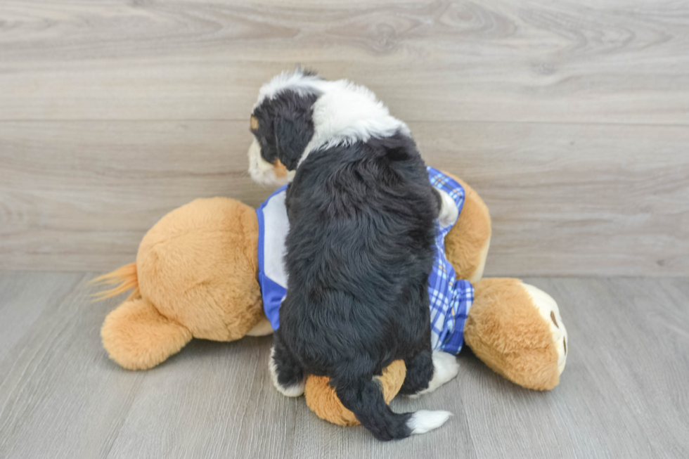 Little Mini Bernese Poodle Poodle Mix Puppy