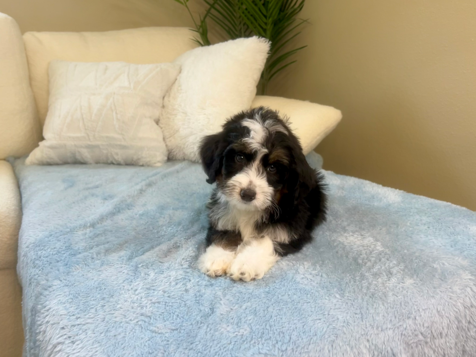 Mini Bernedoodle Pup Being Cute