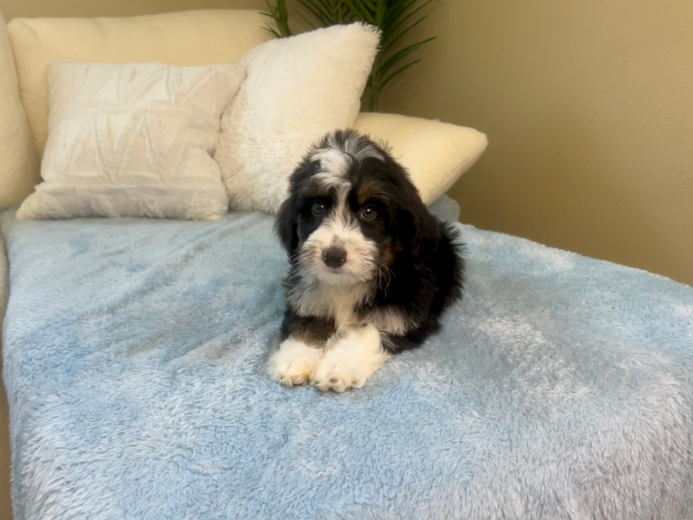 Cute Mini Bernesepoo Poodle Mix Puppy