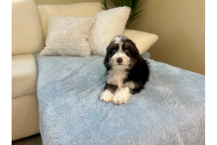 Cute Mini Bernedoodle Poodle Mix Pup