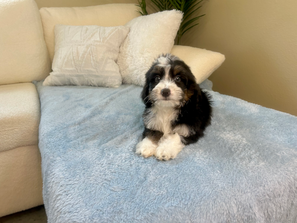 Cute Mini Bernedoodle Poodle Mix Pup