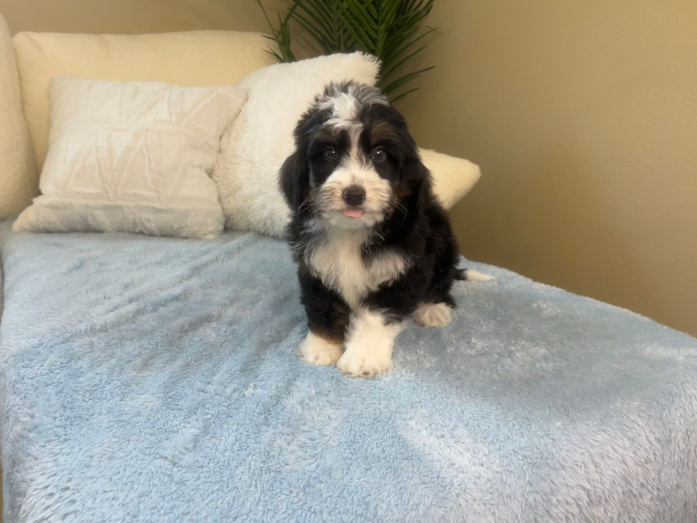 Cute Mini Bernedoodle Baby