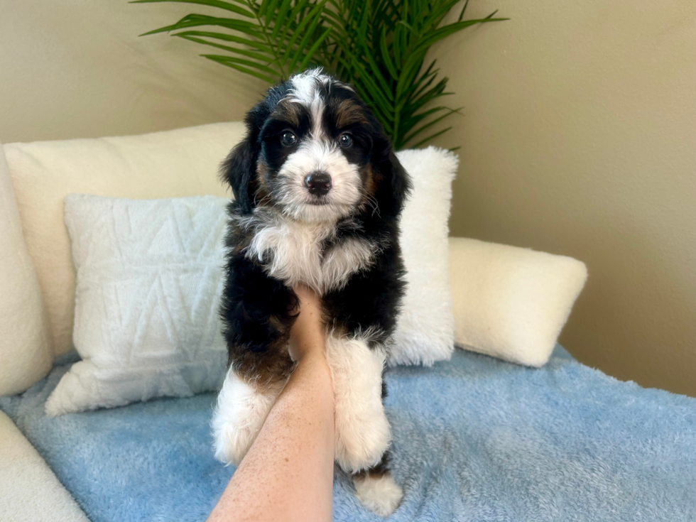 Mini Bernedoodle Puppy for Adoption