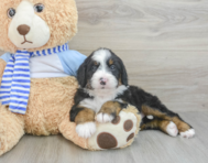 6 week old Mini Bernedoodle Puppy For Sale - Lone Star Pups