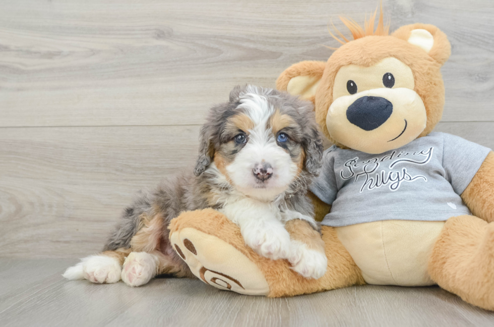 6 week old Mini Bernedoodle Puppy For Sale - Lone Star Pups