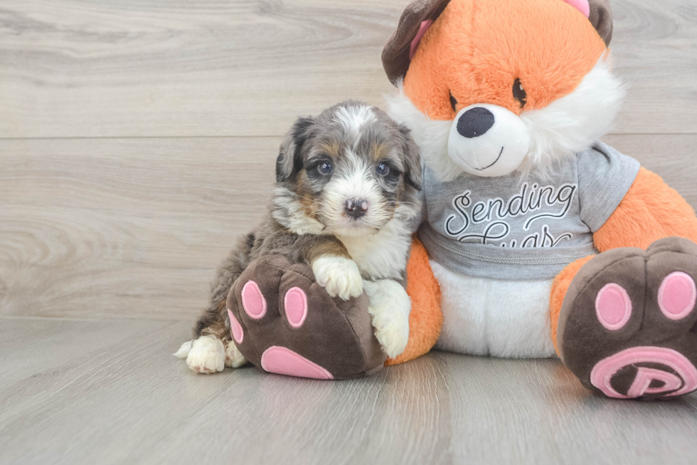 Friendly Mini Bernedoodle Baby