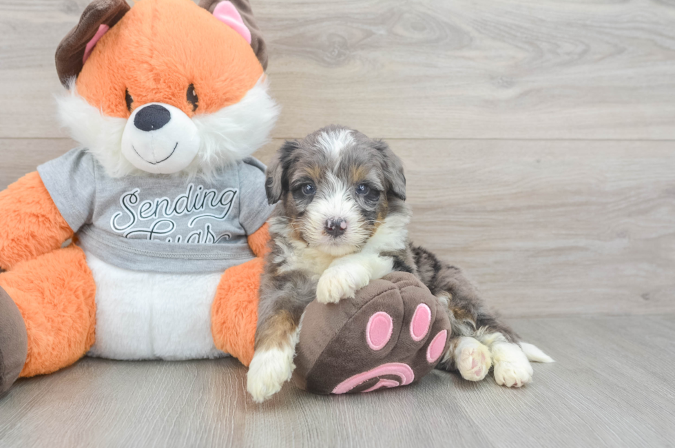 5 week old Mini Bernedoodle Puppy For Sale - Lone Star Pups