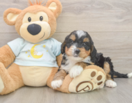 8 week old Mini Bernedoodle Puppy For Sale - Lone Star Pups