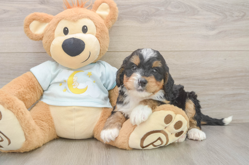 5 week old Mini Bernedoodle Puppy For Sale - Lone Star Pups