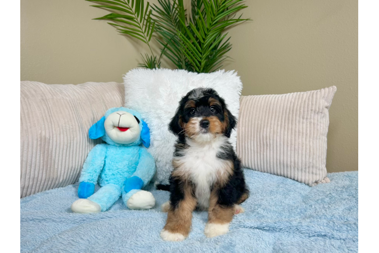 Cute Mini Bernedoodle Baby