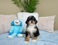 8 week old Mini Bernedoodle Puppy For Sale - Lone Star Pups