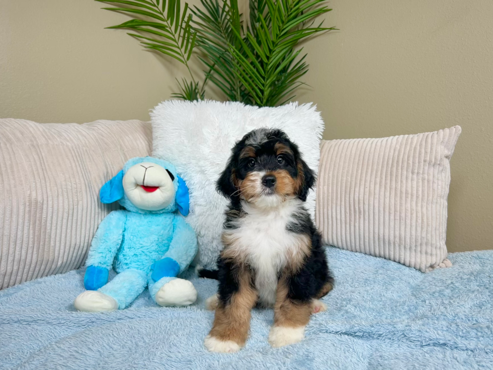 Cute Mini Bernedoodle Baby