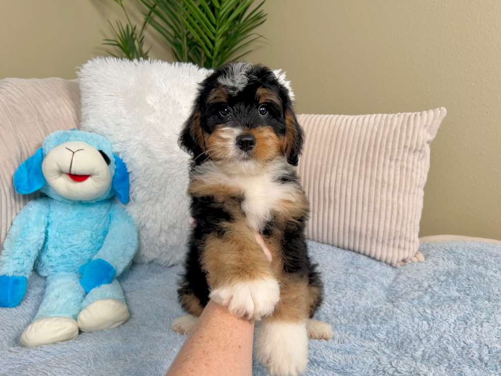 Mini Bernedoodle Pup Being Cute