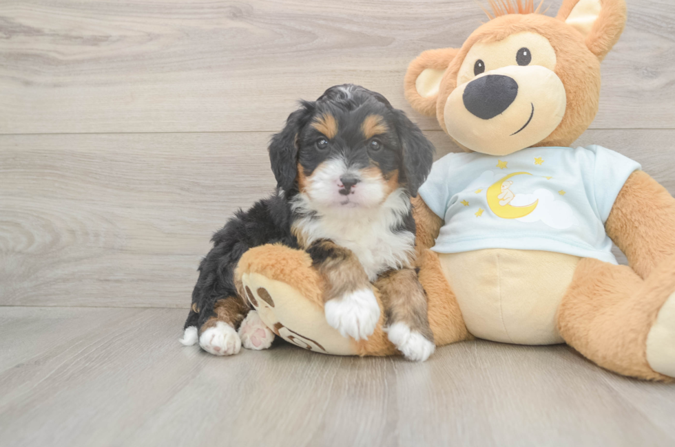 5 week old Mini Bernedoodle Puppy For Sale - Lone Star Pups