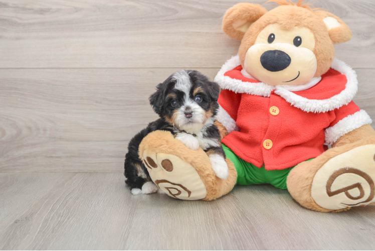 Mini Bernedoodle Puppy for Adoption