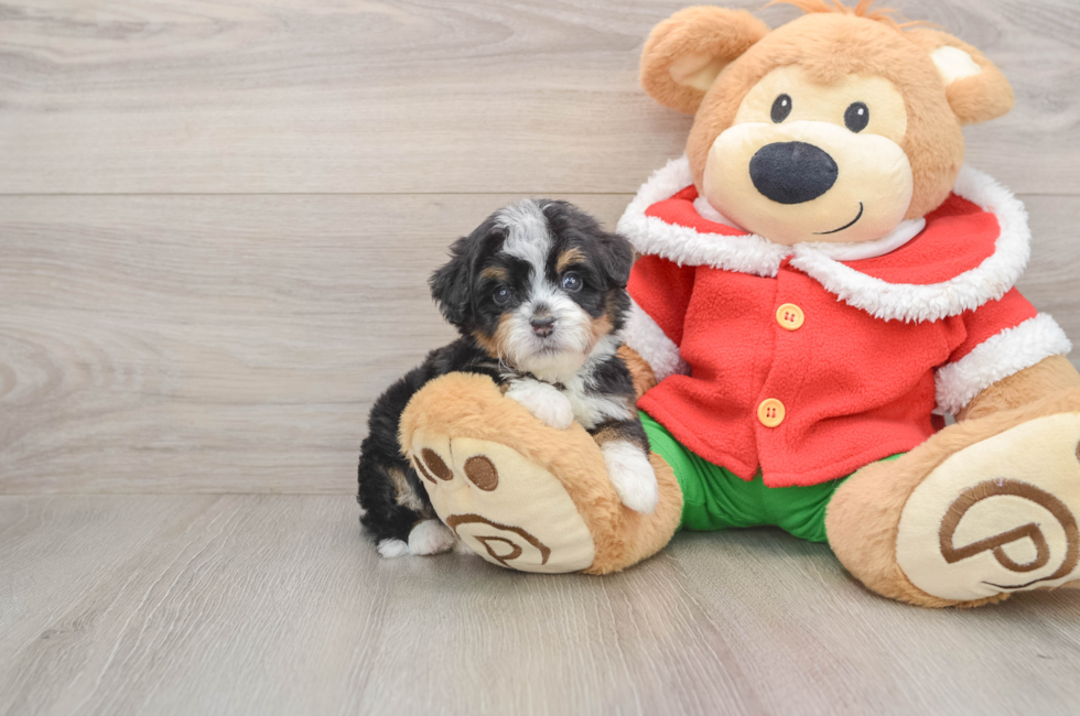 5 week old Mini Bernedoodle Puppy For Sale - Lone Star Pups