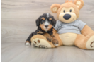 Mini Bernedoodle Puppy for Adoption