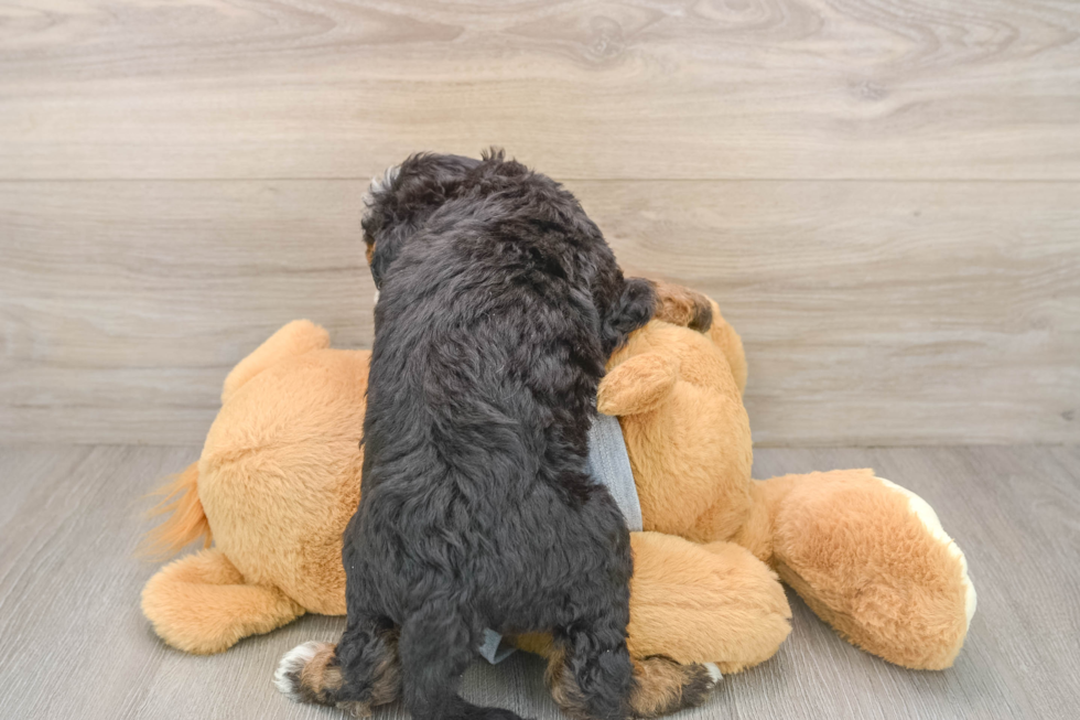 Smart Mini Bernedoodle Poodle Mix Pup