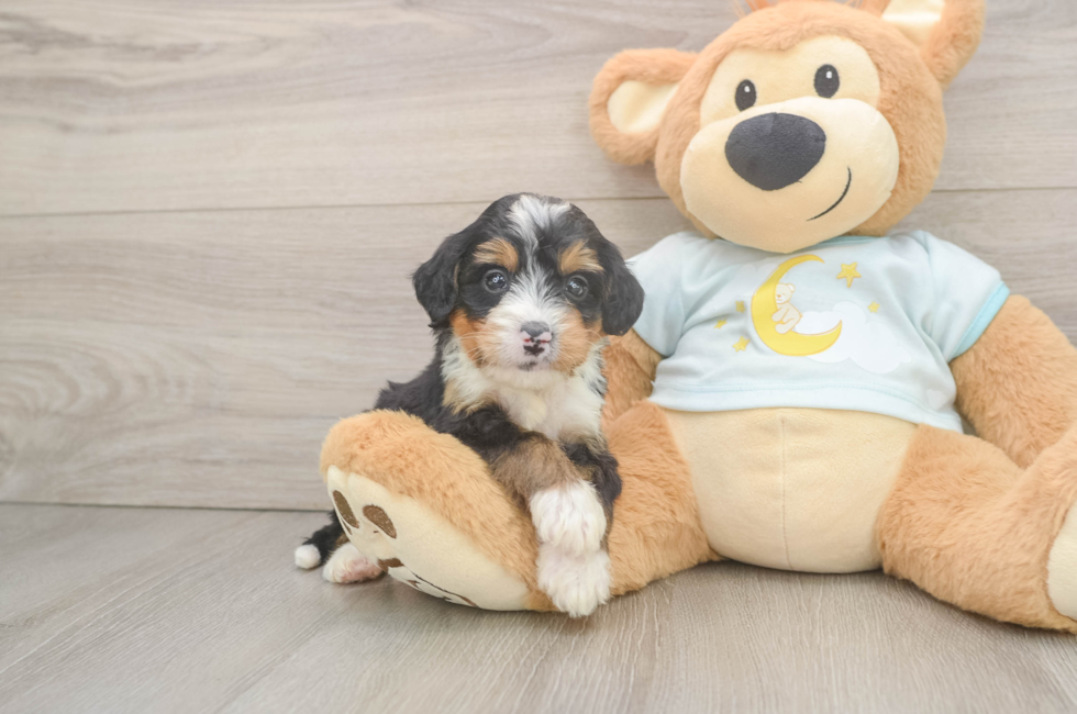 5 week old Mini Bernedoodle Puppy For Sale - Lone Star Pups