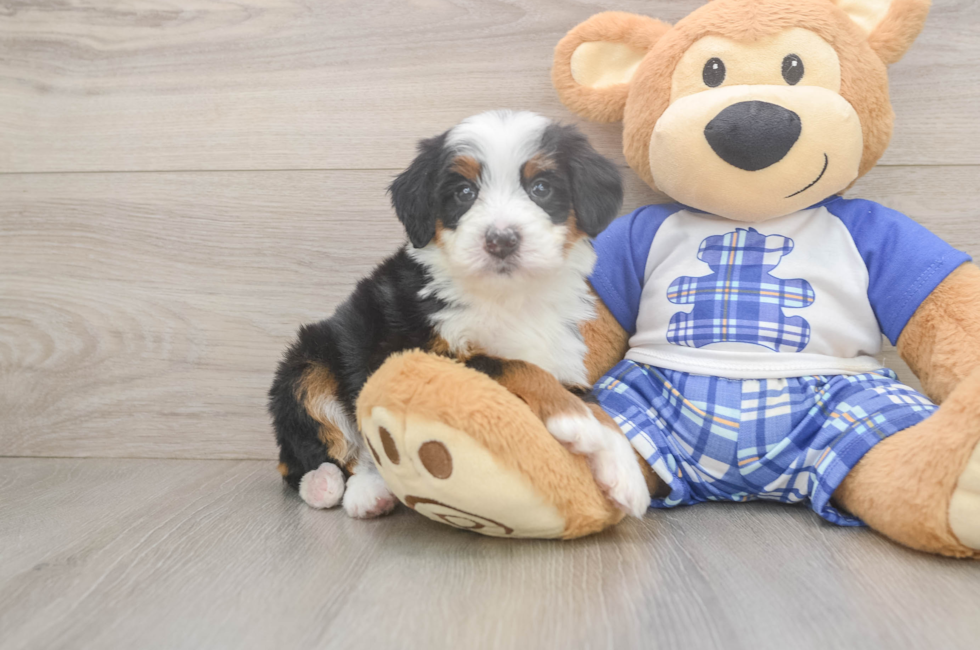 5 week old Mini Bernedoodle Puppy For Sale - Lone Star Pups