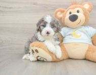 6 week old Mini Bernedoodle Puppy For Sale - Lone Star Pups