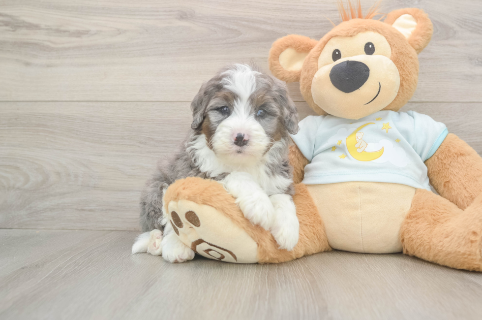 5 week old Mini Bernedoodle Puppy For Sale - Lone Star Pups