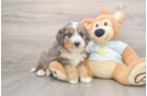 Mini Bernedoodle Puppy for Adoption