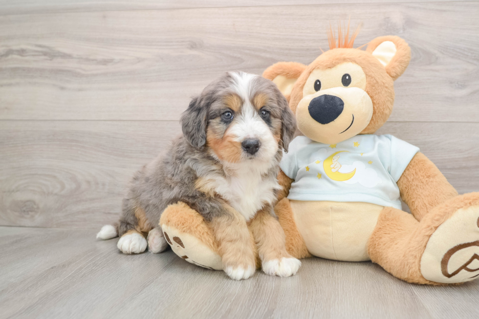 Mini Bernedoodle Puppy for Adoption