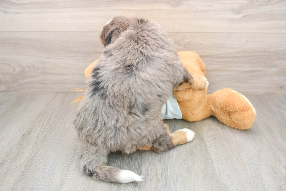 Smart Mini Bernedoodle Poodle Mix Pup