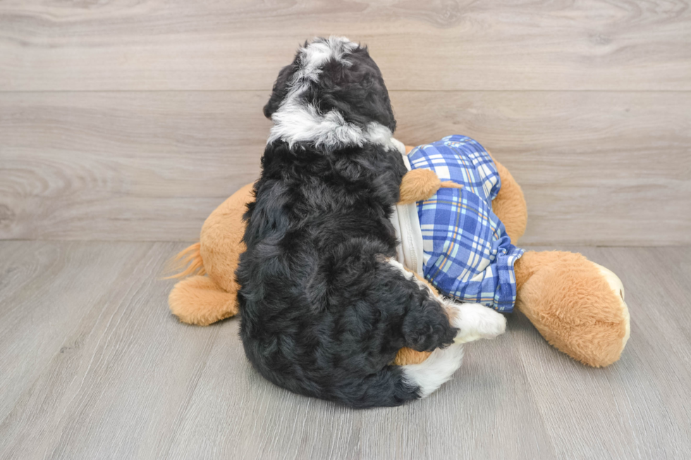Hypoallergenic Bernadoodle Poodle Mix Puppy