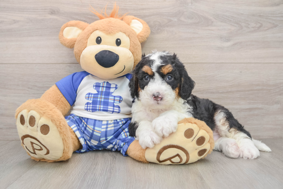 Mini Bernedoodle Puppy for Adoption