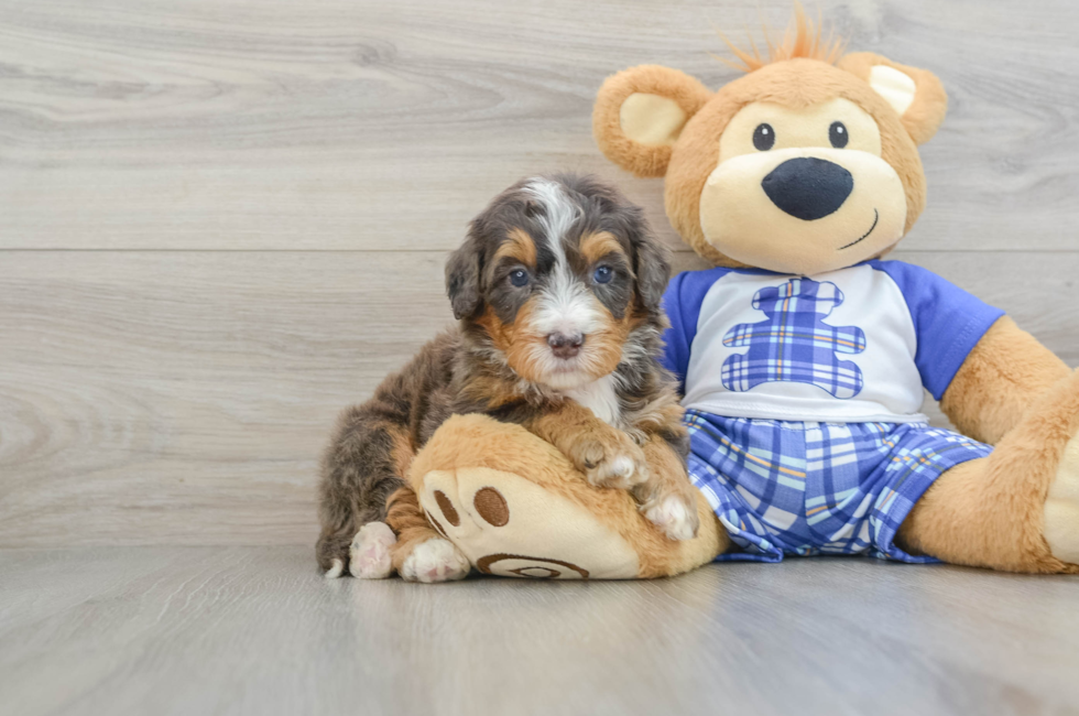 7 week old Mini Bernedoodle Puppy For Sale - Lone Star Pups