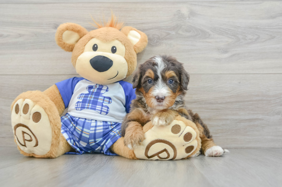 Smart Mini Bernedoodle Poodle Mix Pup