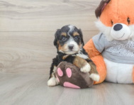 5 week old Mini Bernedoodle Puppy For Sale - Lone Star Pups